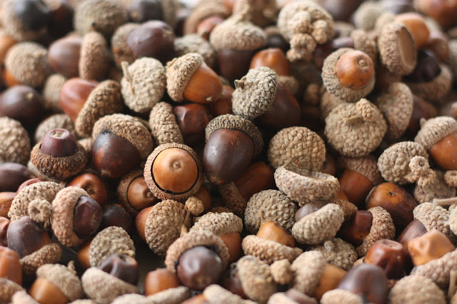 acorn pile